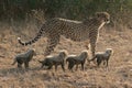 Cheetah mother and her cubs Royalty Free Stock Photo