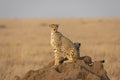 Cheetah mother and her two cubs sitting on a termite mound in sunshine in Serengeti in Tanzania Royalty Free Stock Photo