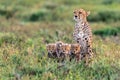 Cheetah mother with its babies looking for prey in the jungle Royalty Free Stock Photo