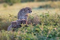 Cheetah mother with its babies looking for prey in the jungle Royalty Free Stock Photo