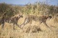 Cheetah mother & older male cub stalking prey. Acinonyx jubatus. Maasai Mara, Africa. Royalty Free Stock Photo