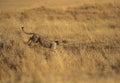 Cheetah Mother running down from a mount seen at Masai Mara , Kenya