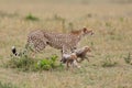 Cheetah mother taking care of her cubs Royalty Free Stock Photo