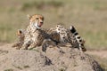 Cheetah mother taking care of her cubs Royalty Free Stock Photo