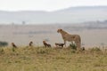 Cheetah mother taking care of her cubs Royalty Free Stock Photo