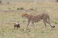 Cheetah mother taking care of her cubs Royalty Free Stock Photo