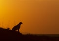 Cheetah Mother on a termite mount during sunrise seen at Masai Mara , Kenya