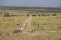 Cheetah mother with three cubs in the Masai Mara Royalty Free Stock Photo