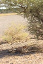 Cheetah mother with two cubs resting kalahari desert Royalty Free Stock Photo