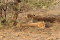 Cheetah mother with two cubs resting kalahari desert Royalty Free Stock Photo