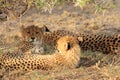 Cheetah mother with two cubs resting kalahari desert Royalty Free Stock Photo