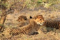 Cheetah mother with two cubs resting kalahari desert Royalty Free Stock Photo