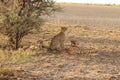 Cheetah mother with two cubs resting Royalty Free Stock Photo