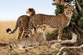 Cheetah mother and two young ones, Masai Mara Royalty Free Stock Photo