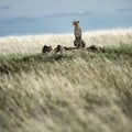 Cheetah on a mound watching around in Serengeti