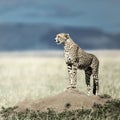 Cheetah on a mound watching around in Serengeti National Park