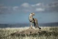 Cheetah on a mound watching around in Serengeti National Park