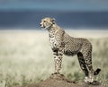 Cheetah on a mound watching around in Serengeti National Park