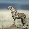 Cheetah on a mound watching around in Serengeti National Park