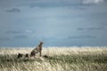 Cheetah on a mound watching around in Serengeti National Park