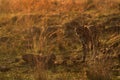 Cheetah moving in the grass in the evening light, Masai Mara