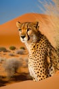 Cheetah in the Namib Desert, Namibia, Africa