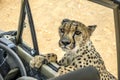 The Cheetah in Namibia Royalty Free Stock Photo