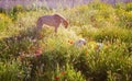 Cheetah in natural environment Royalty Free Stock Photo