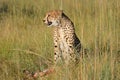 Cheetah in natural habitat with prey Royalty Free Stock Photo