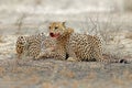 Cheetah in natural habitat with prey, Kalahari desert, South Africa Royalty Free Stock Photo