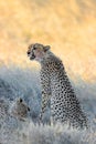 Cheetah in natural habitat - South Africa Royalty Free Stock Photo