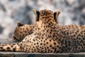 Cheetah with nice fur resting backs close view