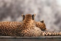 Cheetah with nice fur resting backs close view Royalty Free Stock Photo