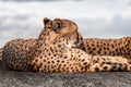 Cheetah with nice fur resting portrait close view