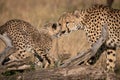 Cheetah nuzzles cub on log in grass Royalty Free Stock Photo