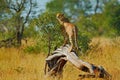 Cheetah on the old tree trunk. Wild cat, Acinonyx jubatus, hot sunny day. Fastest mammal on the land, South Africa. Cheetah on gra