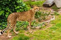 Cheetah outdoors