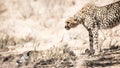 A Cheetah over its Kill, in Kgalagadi. Royalty Free Stock Photo