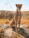 Cheetah over the rock looking for preys in the distance Royalty Free Stock Photo