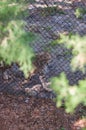 Cheetah prowling behind chain link fence at zoo