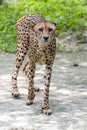 A cheetah pacing in an enclosure at the Singapore Zoo in Singapore.