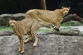 Cheetah pair