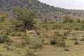 Cheetah pair Africa