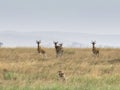 A cheetah pair hunting a hartebeest herd