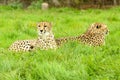 Cheetah Pair