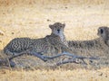 A cheetah pair resting in shade at tarangire national park Royalty Free Stock Photo