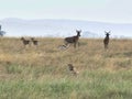 A cheetah pair stalking hartebeest and gazelle at serengeti Royalty Free Stock Photo