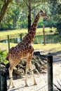 Cheetah Panting in the sun Royalty Free Stock Photo