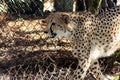 Cheetah Panting in the sun Royalty Free Stock Photo