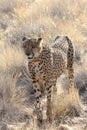 Cheetah Royalty Free Stock Photo